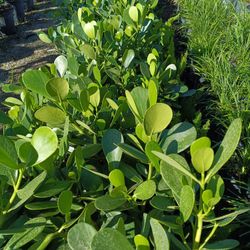 Clusia Privacy Hedge Plants 3gl 🌿🌿$4.50