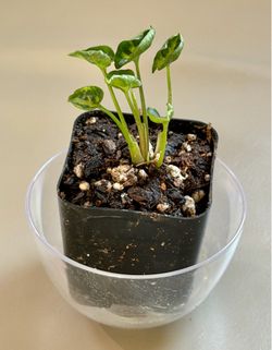 Adorable Mini Pixie Syngonium Starter Plant