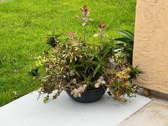 Large Succulent Plant