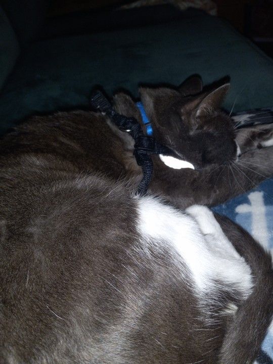 Beautiful Tigerwood Dresser