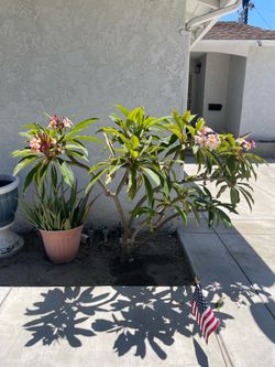 Pink plumeria