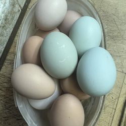 Farm Fresh Free Range Eggs