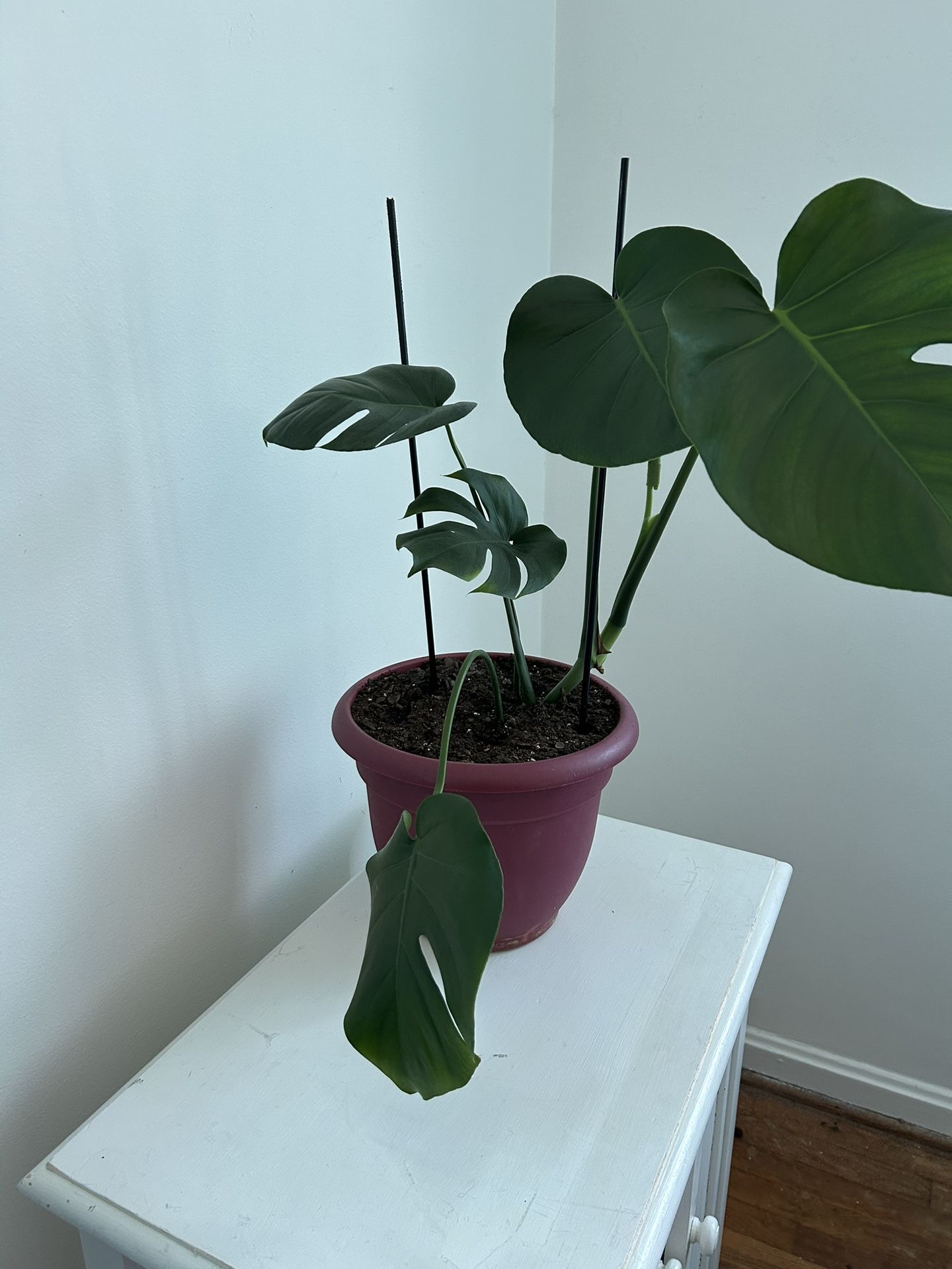 Monstera Plant