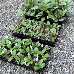 Organic Dark Green Zucchini Plant