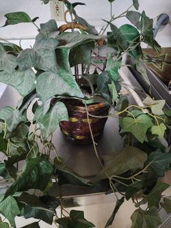 Artificial Plant