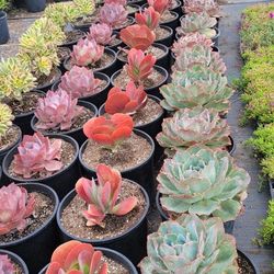 Echeveria & Succulent