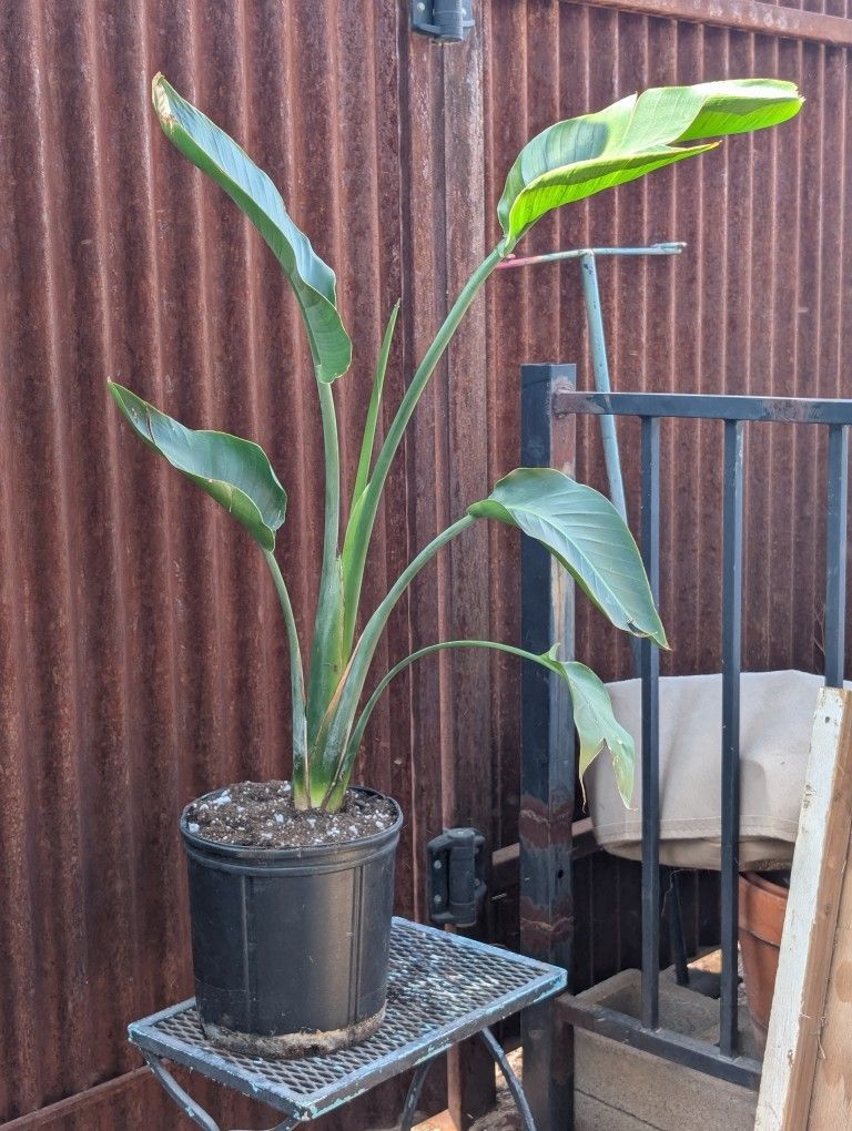 Bird Of Paradise Plant