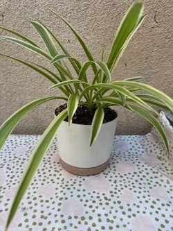 Spider Plant