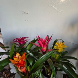 Bromeliad Plants 4" Pot $3 Each / 2for $5 