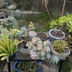 Over 40 pots of live succulents collection, come with pot