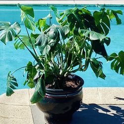 Big And Healthy Monstera With Split Leaves In A Ceramic Pot