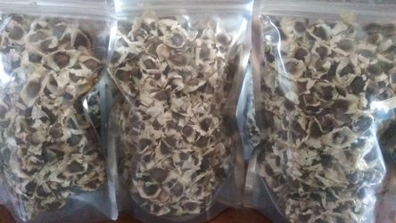 Moringa seed