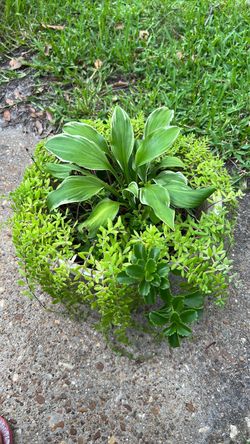 Plants