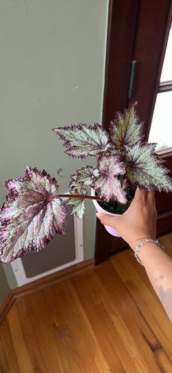 Begonia Rex NOID