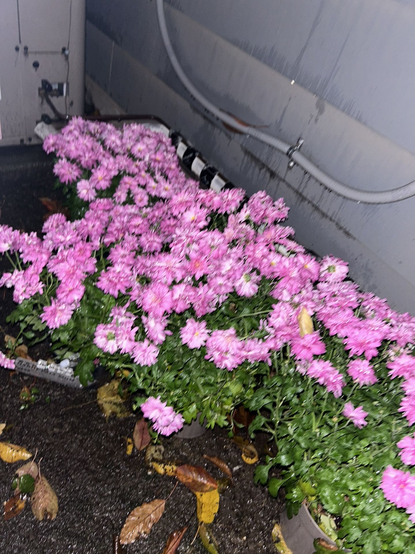 8ÍNCH ECHINACEA and kale 