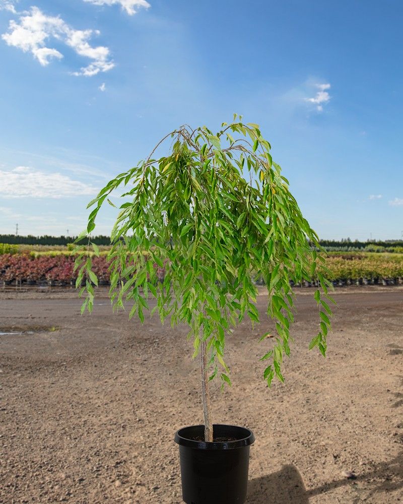 Double Flowering  Weeping Cherry TREE