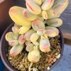 MineSucculents Rare N Popular 