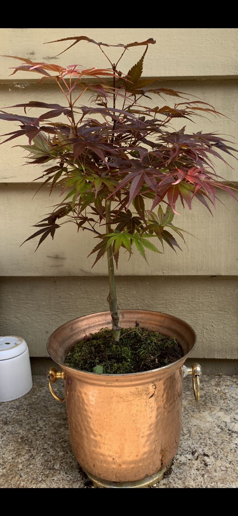 Bonsai Japanese maple 17 inches