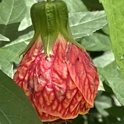 Exotic, Non-GMO, USA-Grown, Butterfly-Loving Flowering Ginger, 10 Seeds