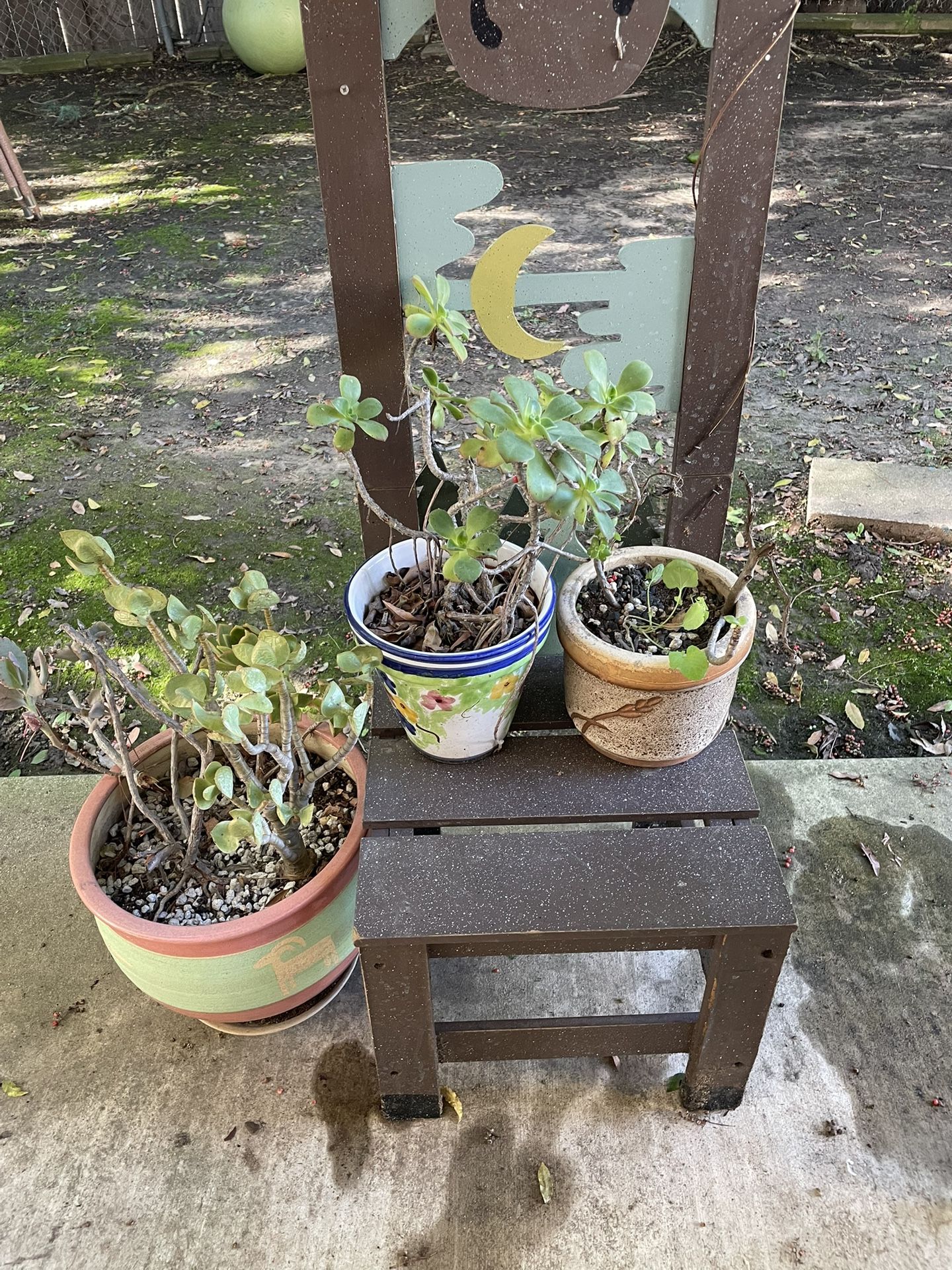 3 succulents and decorative chair