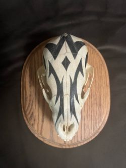 Bear cub skull