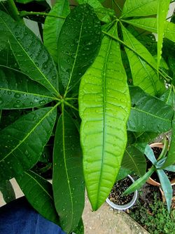 Money tree