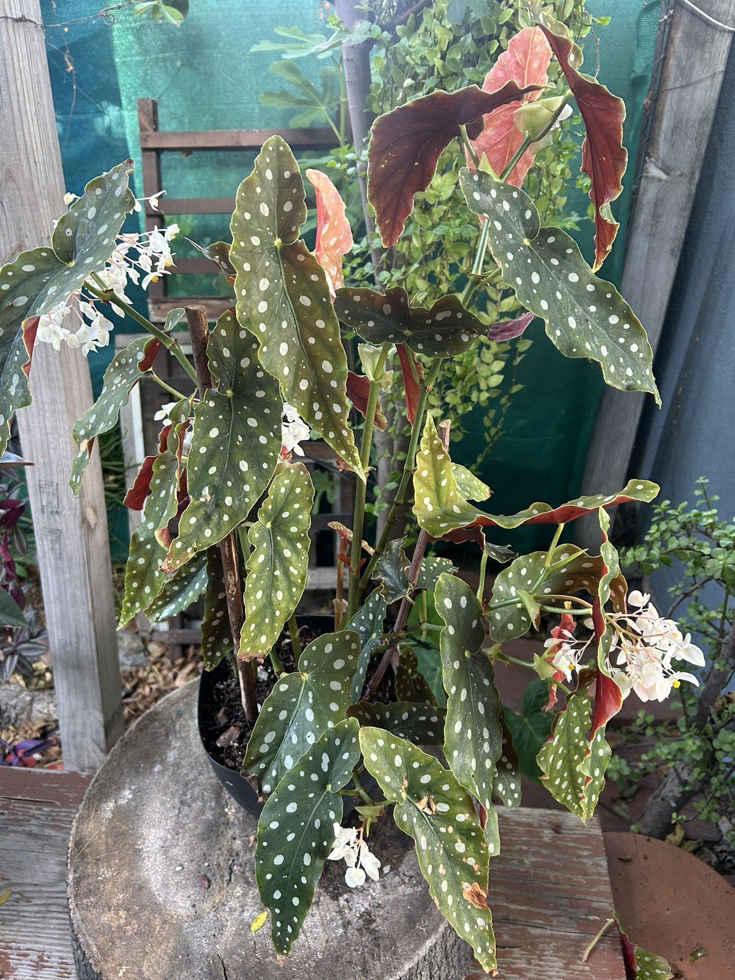 Plants Indoor Begonias Es Grande