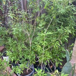 Plantas  De Esperaza O Cactus $10.00 Cada Uno 