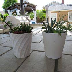 Set Of White/Beige & Beige Garden Pots With Succulents