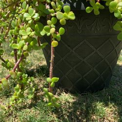 Elephant Food Plant And Pot  $30