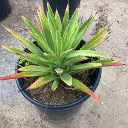 Plants 