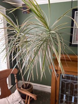 Madagascar Dragon Tree