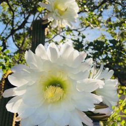 Echinopsis spachiana Cactus 🌵