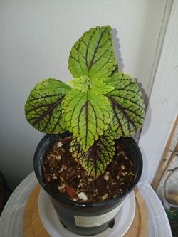 Coleus