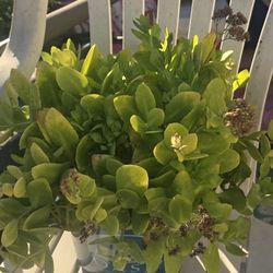 All Big Winter Hardy Plants $5  Each