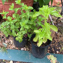Sweet Basil And Mint  Each 