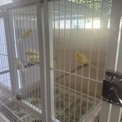 Canary’s 