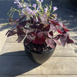 Oxalis Triangularis (purple Shamrock) In Black Ceramic Pot 