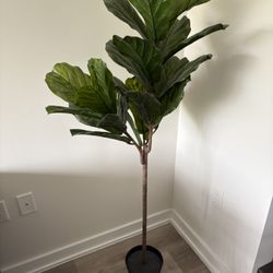 Fake Fig Plant