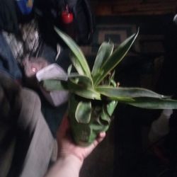 Ground Coverage Plants Lots Of Them