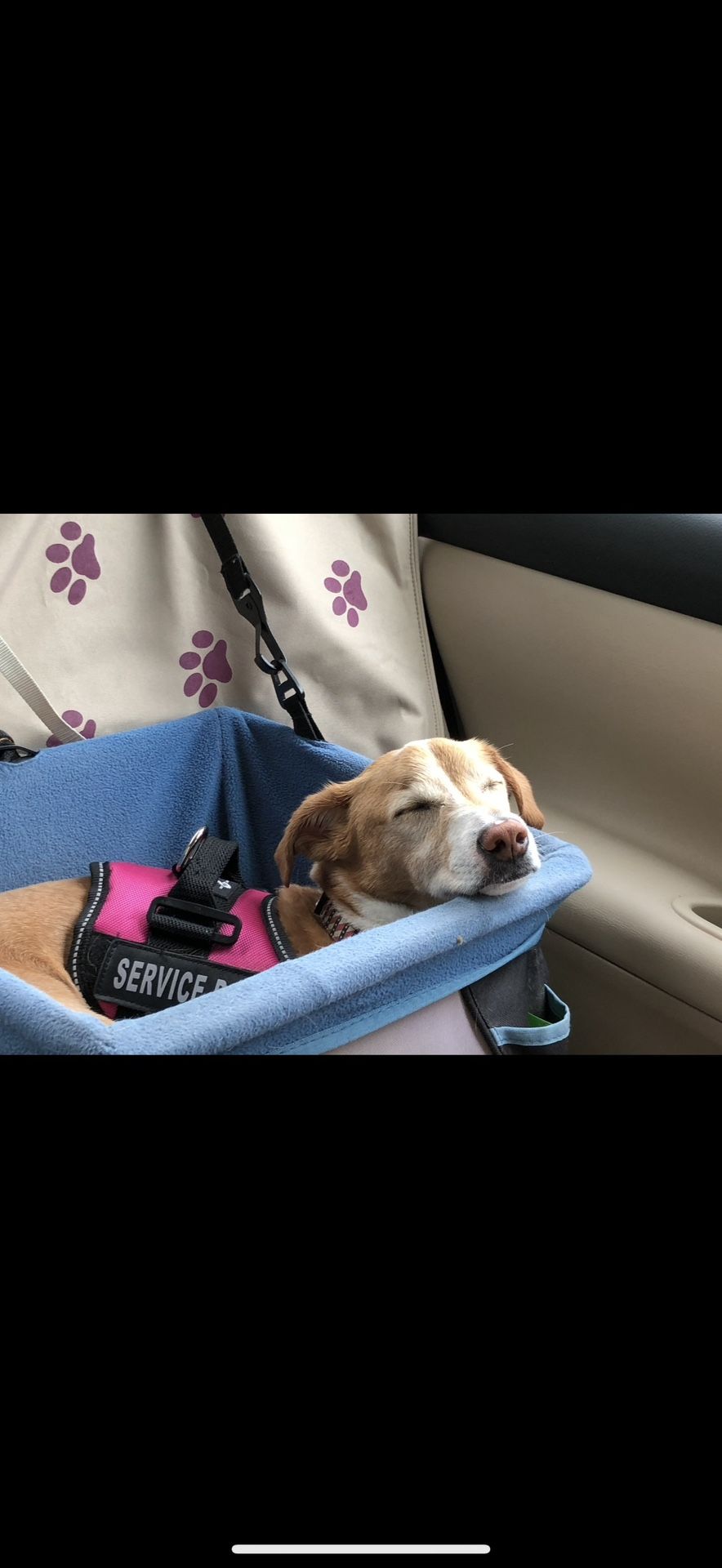 Dog carrier for auto
