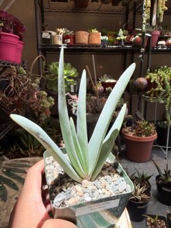 Kumara Plicatillis/Aloe Plicatillis ‘Fan Aloe’