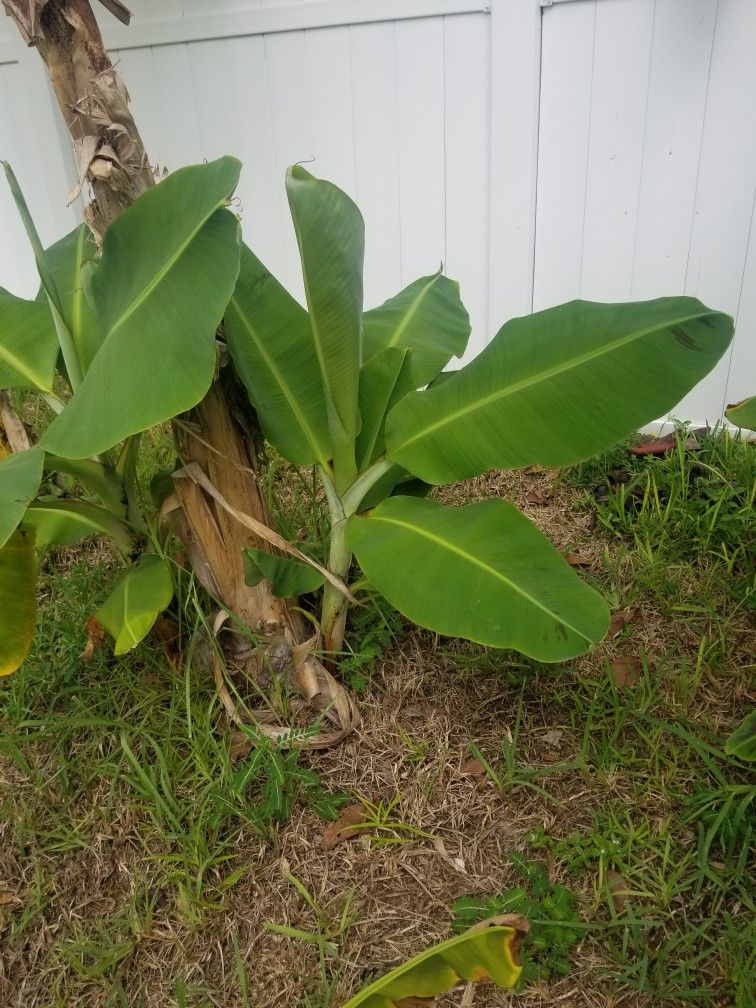 Banana Trees For Sell