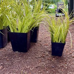 Ornamental grass Golden Sweet Flag Variegated. Sammamish, Beaver Lake