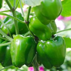 Organic Green Bell Pepper Plants , Plants From My Own Seeds