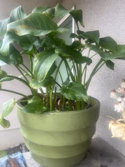 Plant Lovit