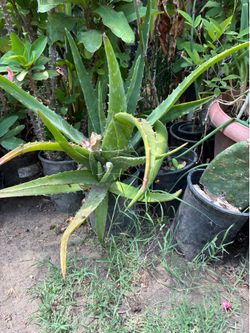 Aloe Vera