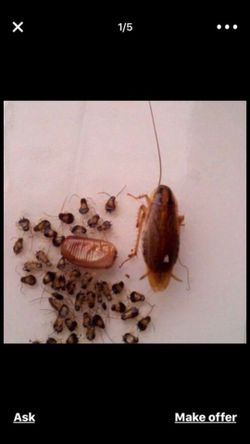 Garantizado !!! Cucarachas !!