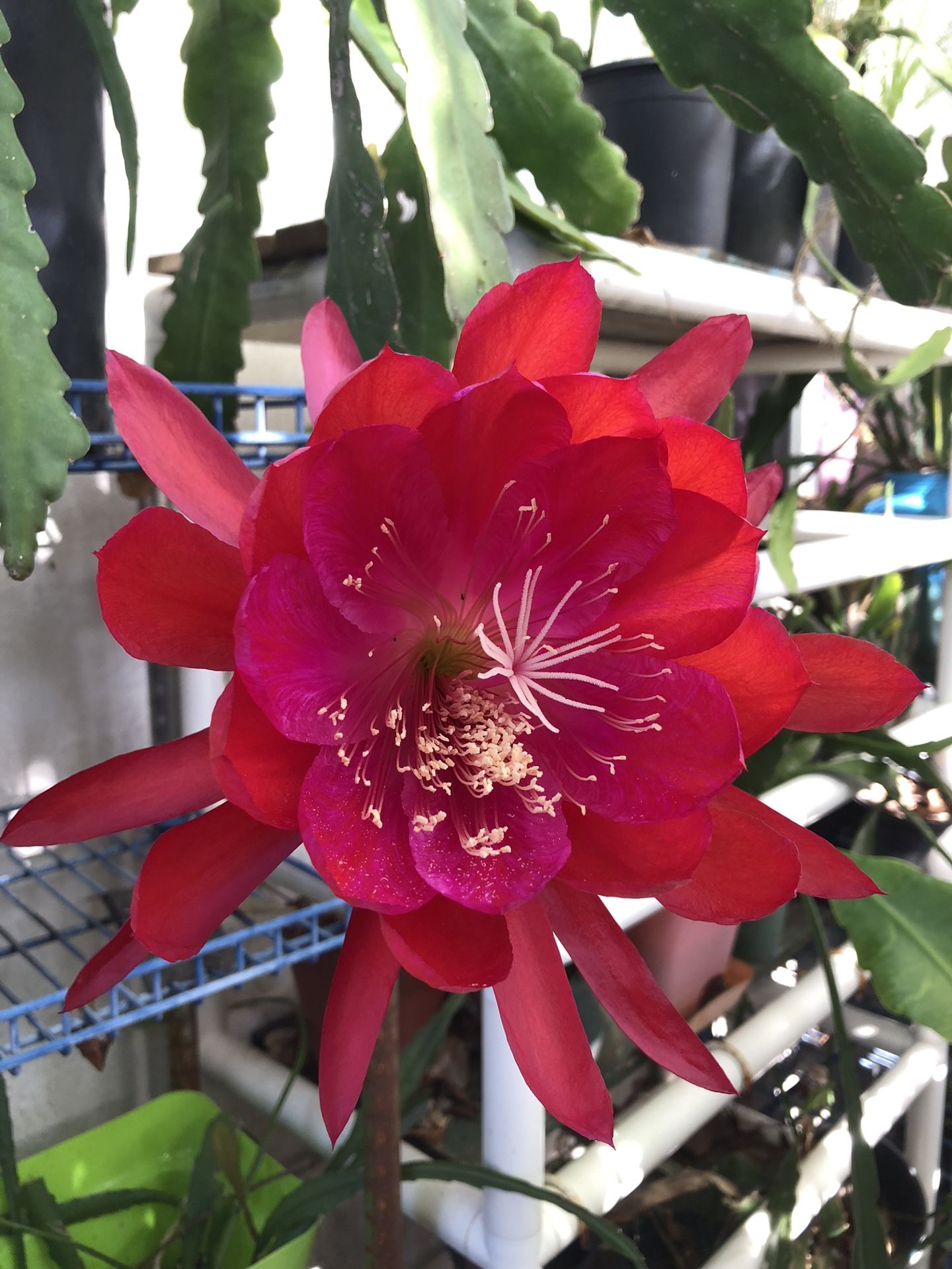 Large Pink& Red Flower Orchid Cactus