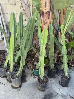 3 Feet To 3 1/2 Feet Cactus For $25 Each